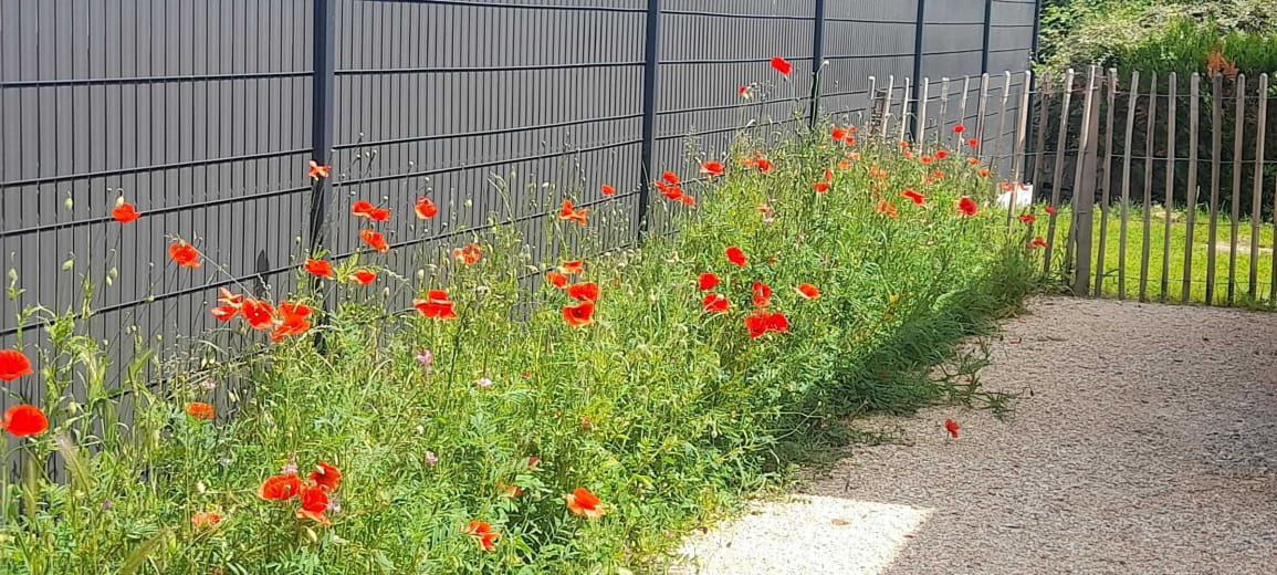 avec les coquelicots