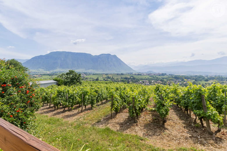 TERRES DE VIGNE