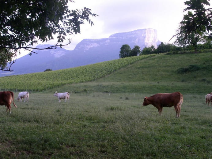 Vue sur le Granier et sur vos voisines les vaches... 