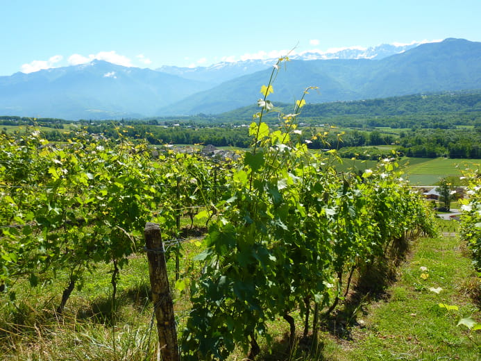 Promenade confort : Coteaux viticoles