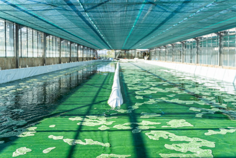 Aquaculture farm