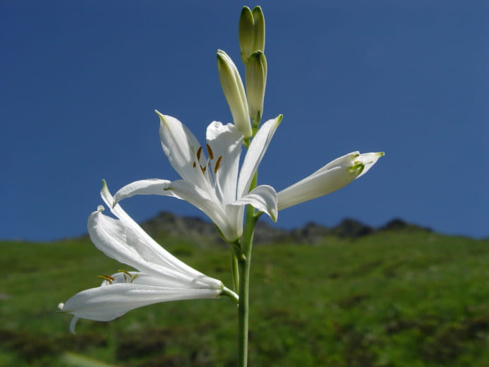 Lily of Saint Bruno
