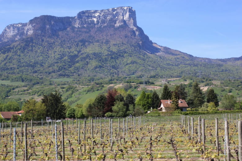 view of the vineyards and mont granier in spring