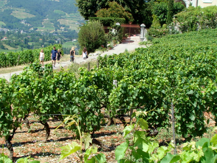 Treasures of the Alpine vineyards