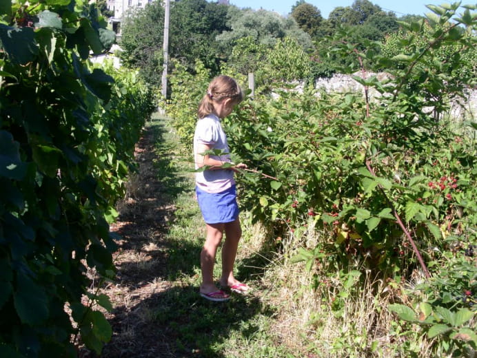 Picking red fruits in the scent garden.