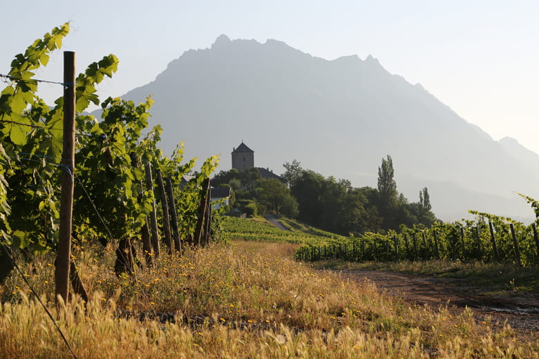 De la vigne au verre : balade et dégustation